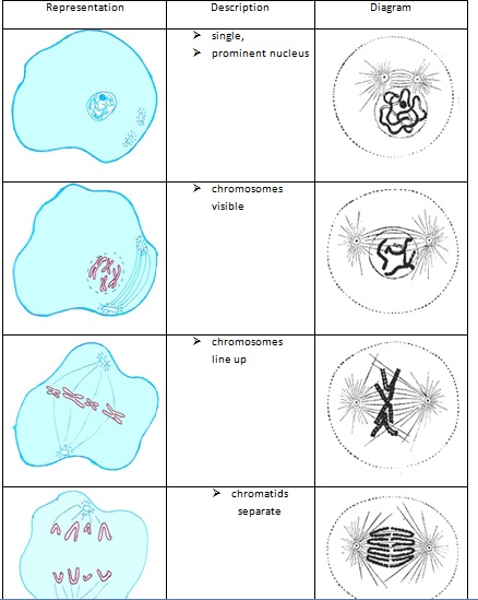 Mitosis